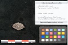 Foto (Objekt + Etikett) von Phymatocaryon mackayi F.V. Mueller (NHMW-GEO-2024-0188-10460)